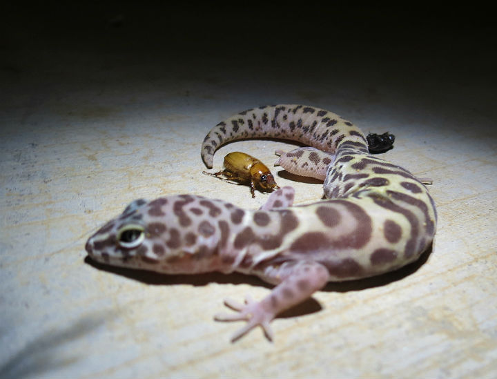 Desert Banded Gecko